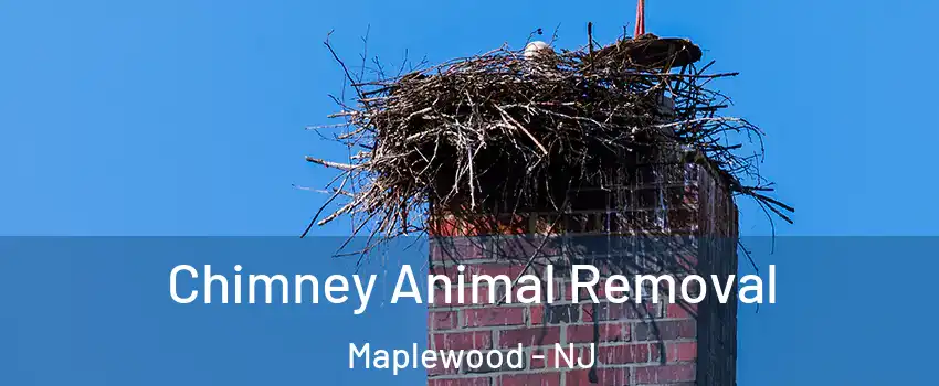 Chimney Animal Removal Maplewood - NJ