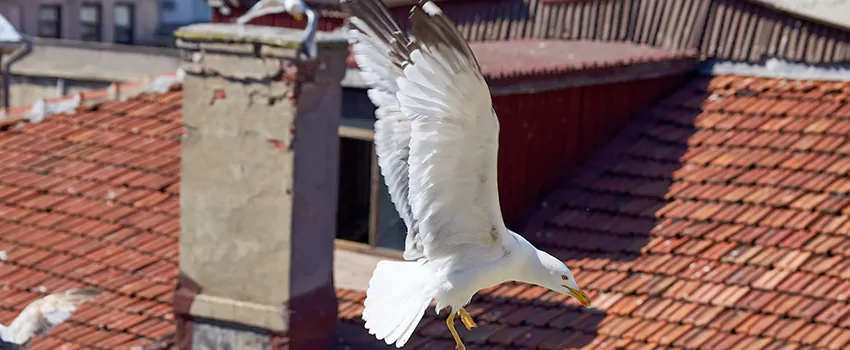 Residential Chimney Animal Removal Solution in Maplewood, NJ